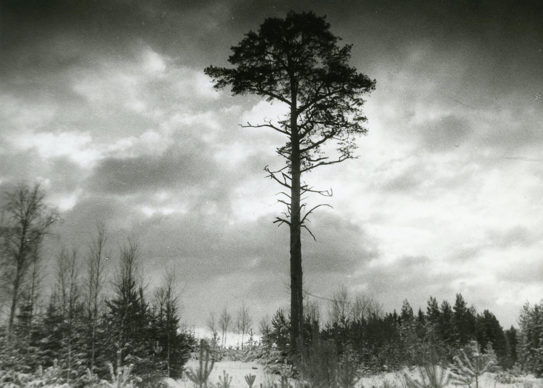 Foto Tõnu Talivee - Nukufilmi kogu