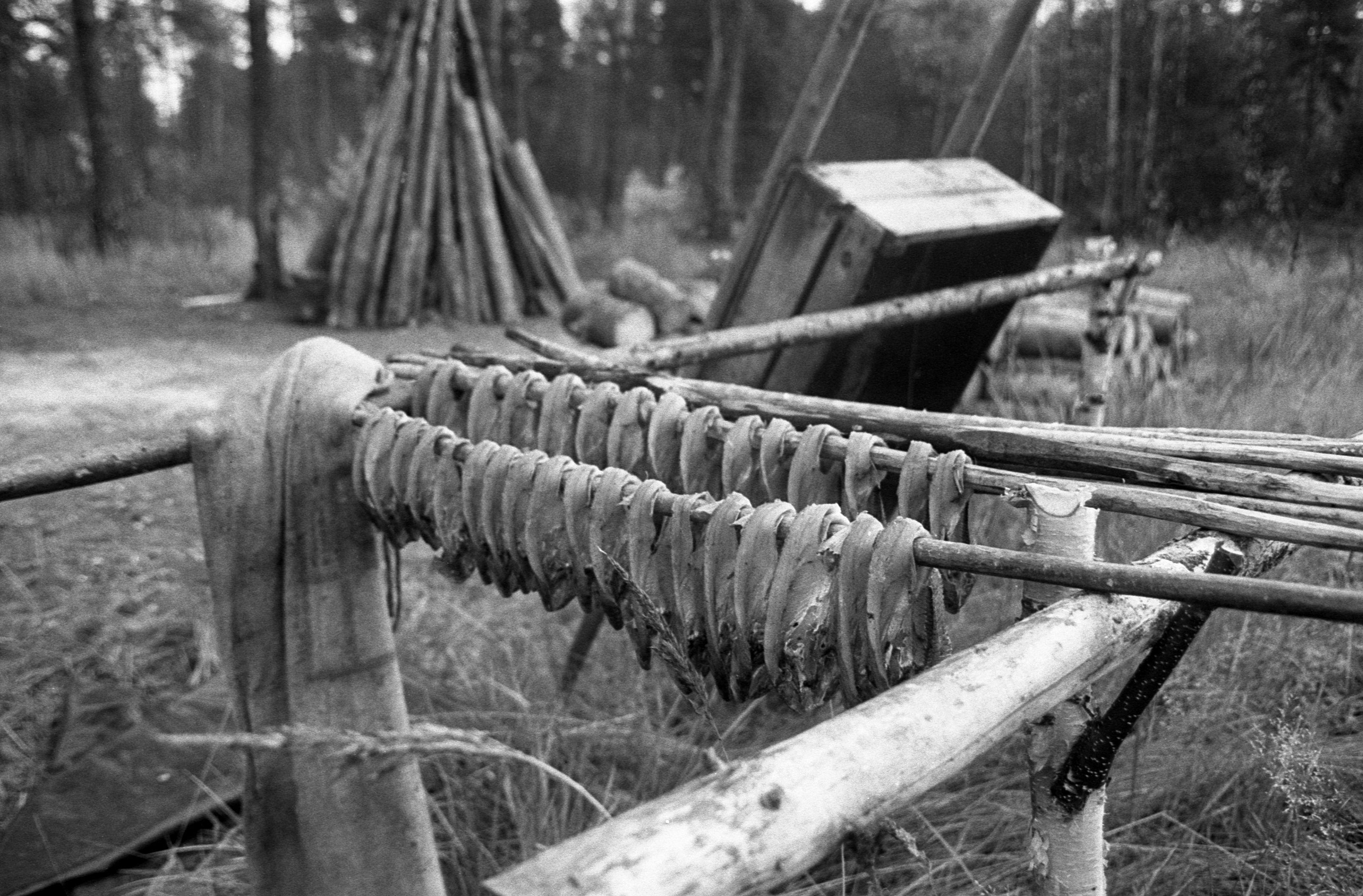 Suveleeris (1985) 