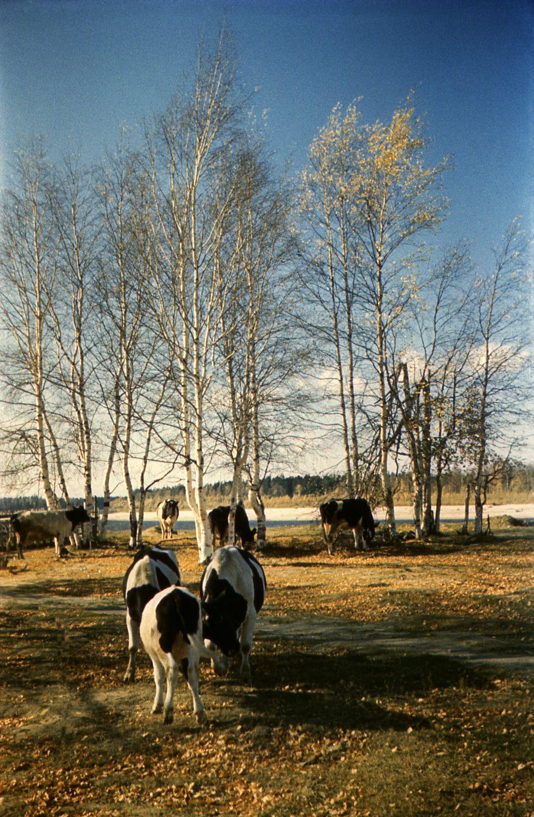 Filmigrupp Agani külas Siberis (1985) - Foto Ago Ruus
