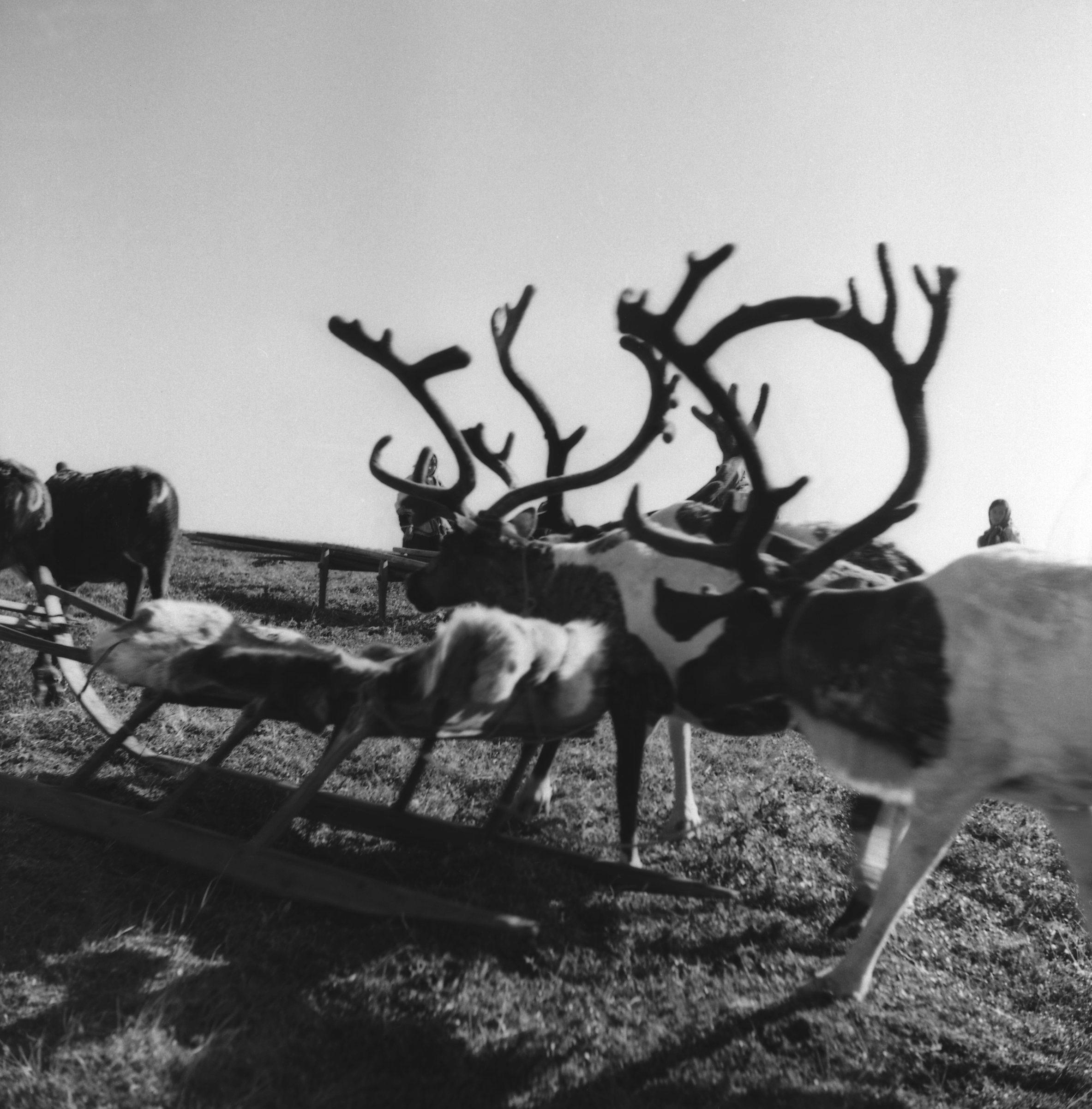 Filmivõtetel tundras - Foto Tõnu Seilenthal