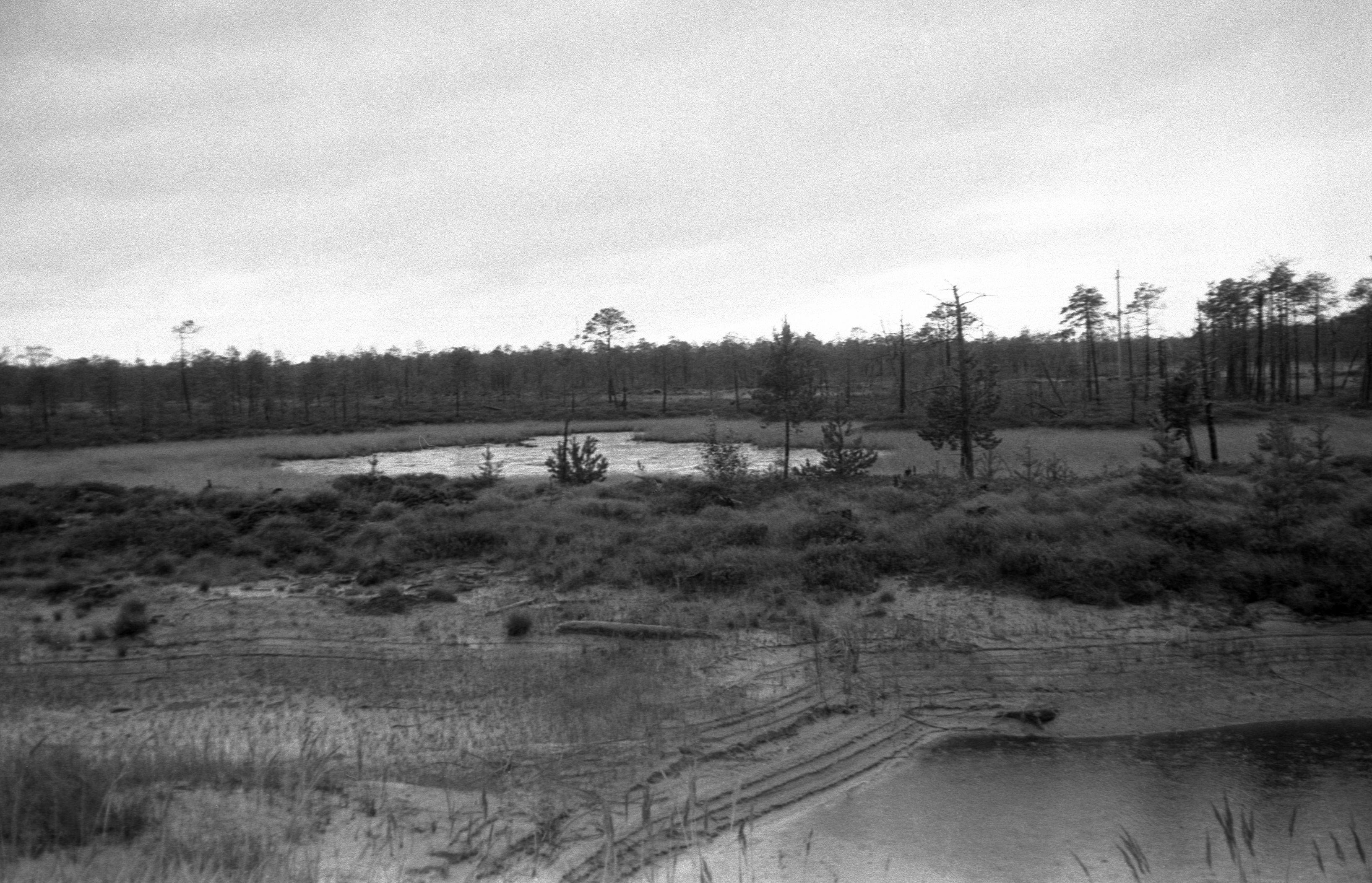 Filmigrupp teel (1988)
