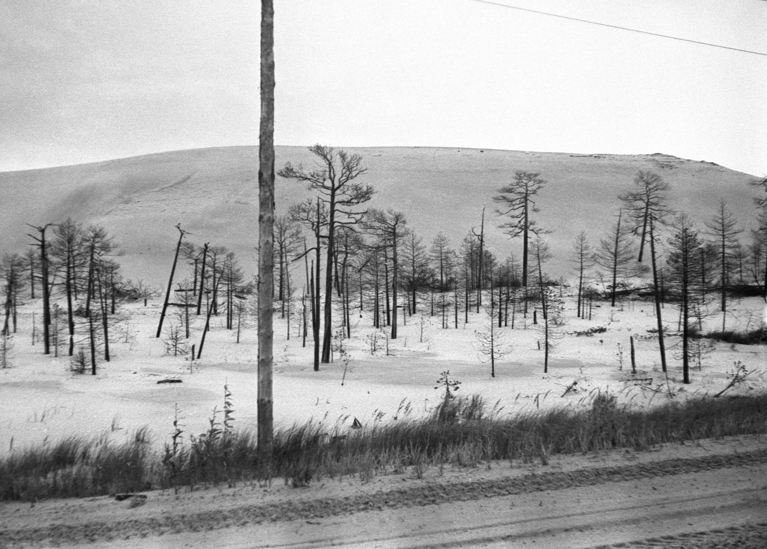 Filmigrupp teel (1988)