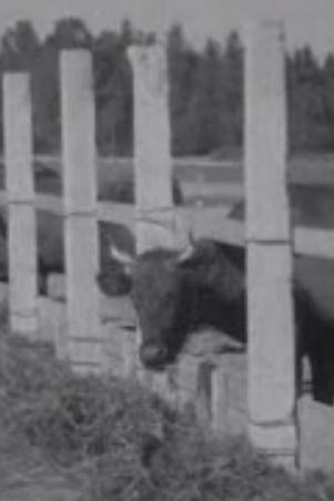 Pajusi kolhoosi Kalana suurfarmis